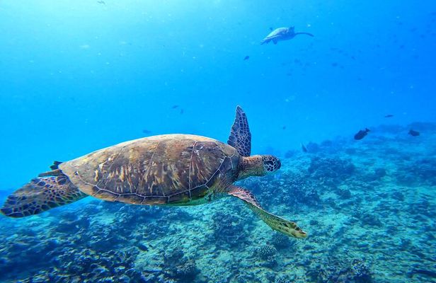 Deluxe Turtle Snorkeling Escapade at Waikiki