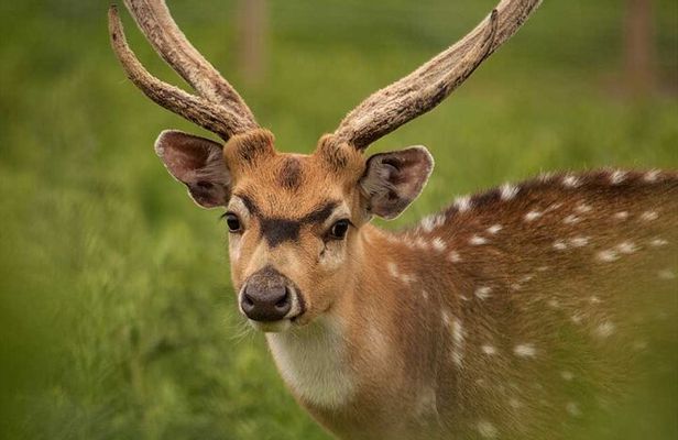 Highland Cows, Walk Alpacas & Visit a Scottish Wildlife Centre