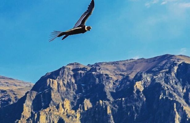 Colca Canyon 2 Days 1 Night