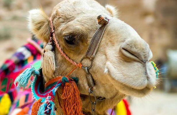 Cappadocia Camel Ride Experince Sunrise Sunset Daytime