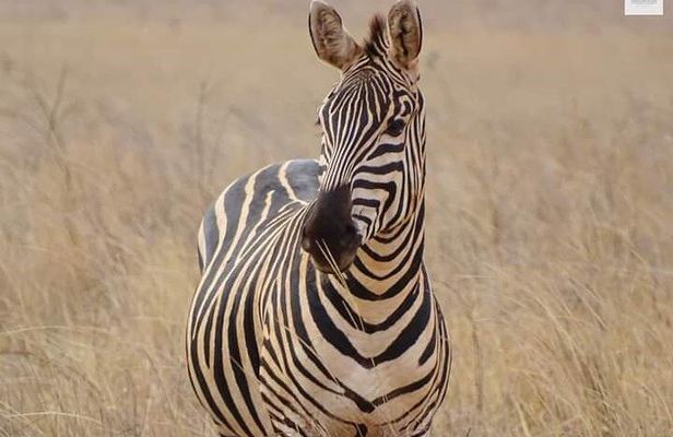 3 Days Private Safari Tour in Tsavo East and West from Watamu 