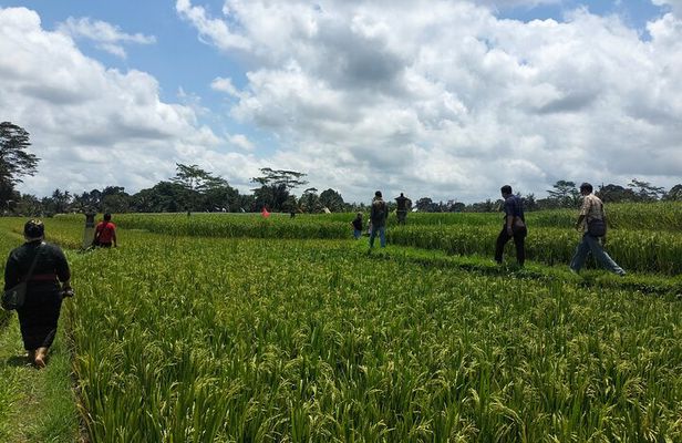 Keliki Village Tour And Rice Field Walk Including Lunch Or Dinner