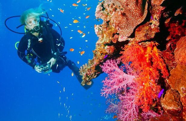 Punta Cana Reef Diving Adventure Explore Underwater Wonders