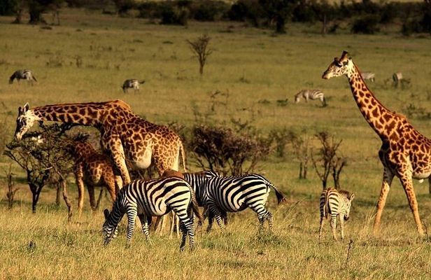 Serengeti National Park Camping Safari in Tanzania Multi Day Tour