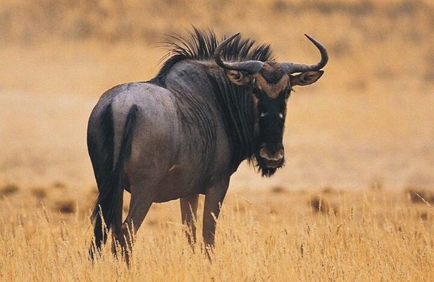 Full Day Hluhluwe Imfolozi Game Reserve From Durban