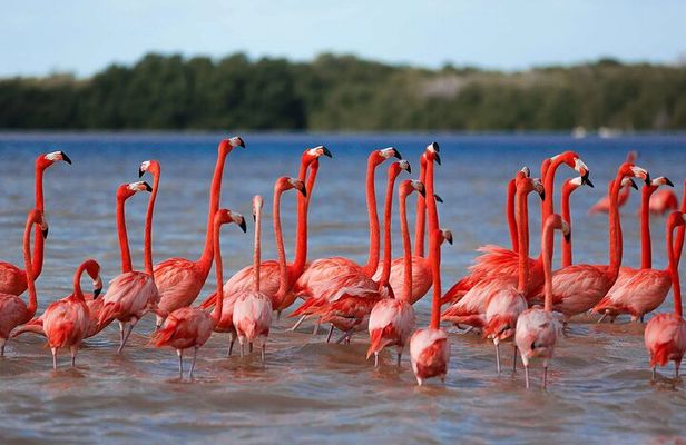 Celestun Beach and Mangrove Boat Ride from Merida