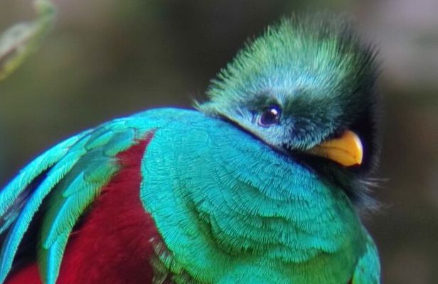 Resplendent Quetzal expedition