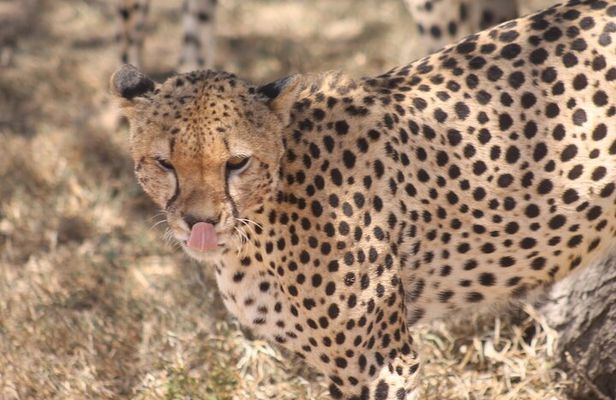 2 Days 1 Night Northern Joining Safari Private Tour