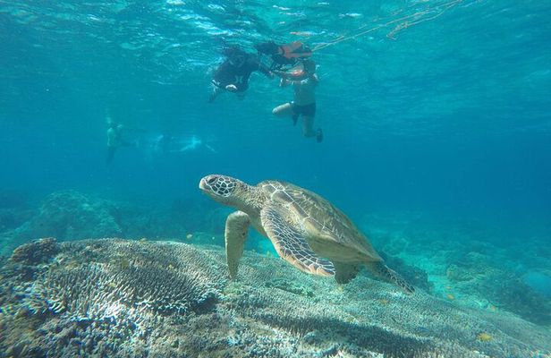 Full Day Apo Island Tour from Dumaguete
