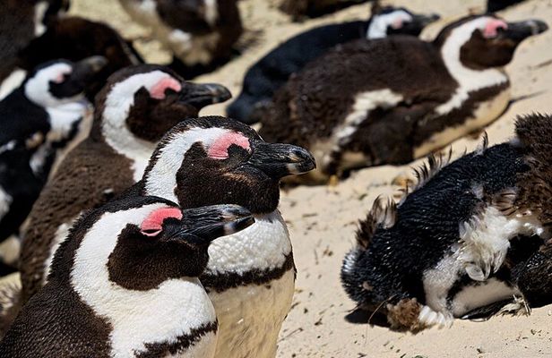 Full Day Private Tour to Boulders Beach from Cape Town