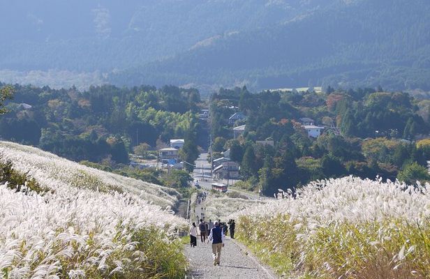 Easygoing Nature Walk in Hakone Tour