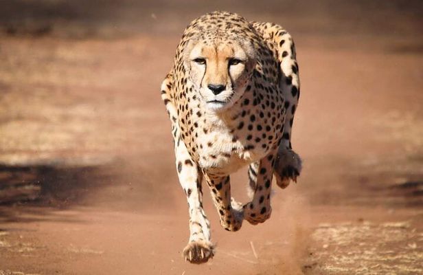 4 Day Group Tour to Maasai Mara and Lake Nakuru by a 4WD Cruiser