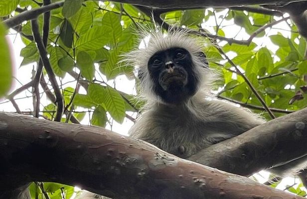 Zanzibar : Half-Day Prison Island and Jozani Forest Tour