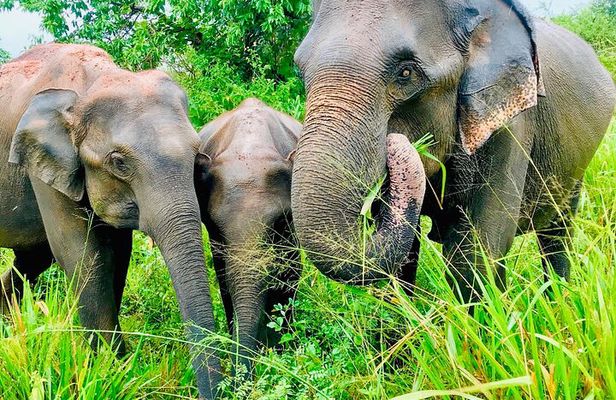 All Inclusive Private Jeep Safari To Minneriya National Park
