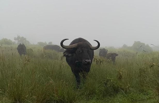 03 days Serengeti and Ngorongoro Crater group (camping)