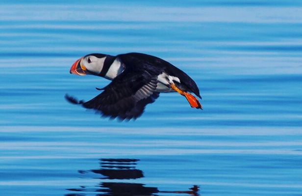 Puffin Tour by RIB Speedboat — Express Tour from Reykjavík