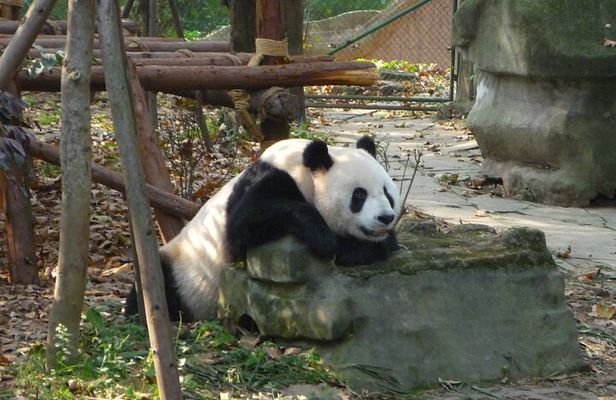 Private Day Tour to Dujiangyan Panda Base & Dam from Chengdu