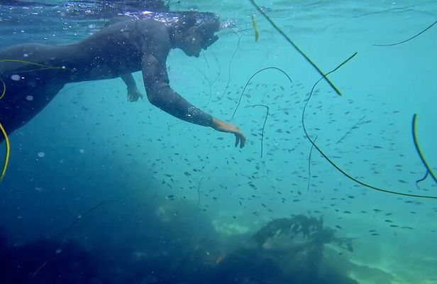 La Jolla Kayak and Snorkel Tour