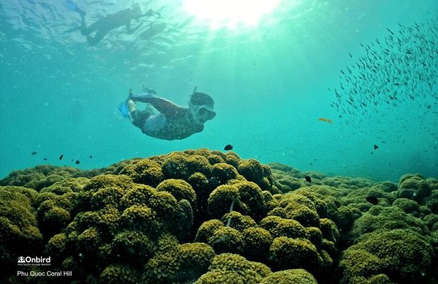 PRO-SNORKELING to Explore Hidden Coral Reefs (MAX 12 PAX)