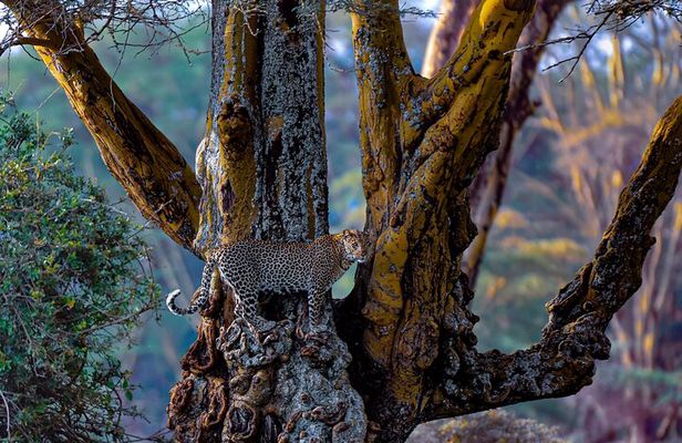 Private Luxury 4 Days Nakuru Park & Maasai Mara National Reserve