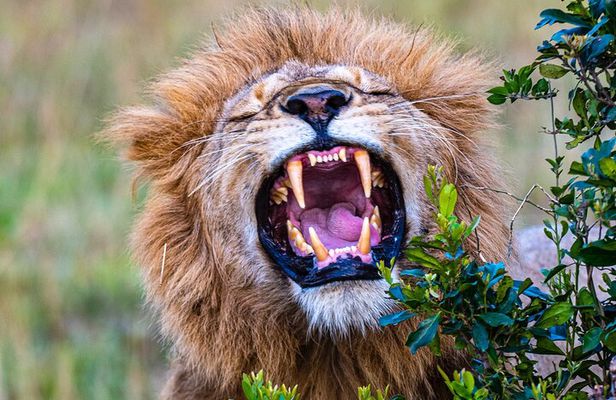 Private Luxury 3 Day Maasai Mara National Reserve Experience
