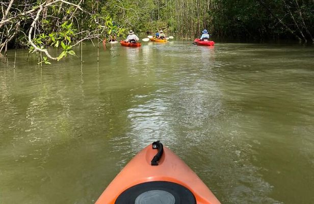 Kayak Mangrove Tour in Manuel Antonio