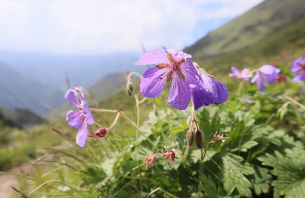 1 day Ala-Archa gorge tour