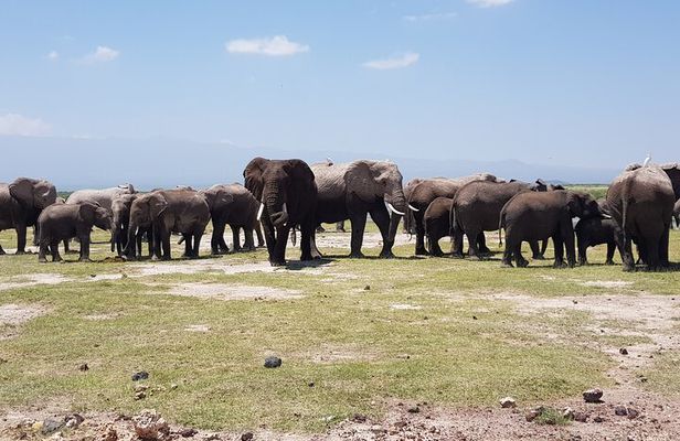 2 Days Amboseli Park Overnight Private Safari