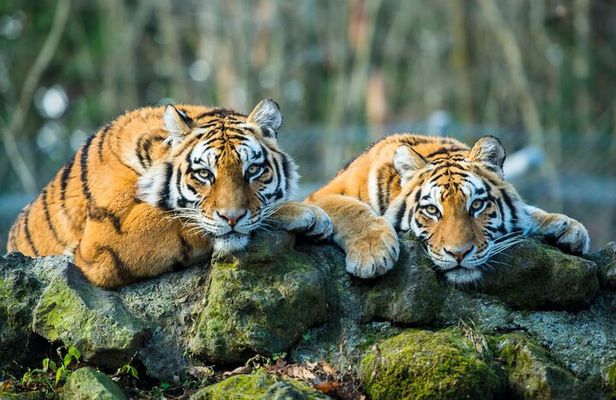 6 Day Golden Triangle Tour with Ranthambore{Delhi Agra Jaipur Ranthambore Tour}