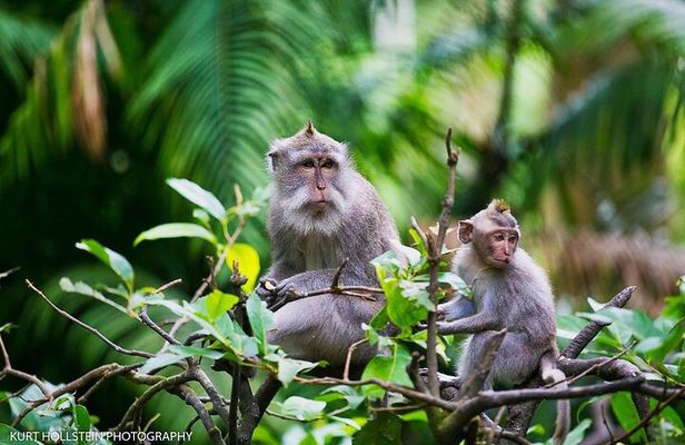 Ubud: Monkey Forest, Water Temple, Rice Terrace, Waterfall
