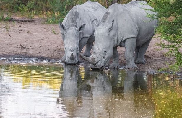 1 Night Madikwe Game Reserve