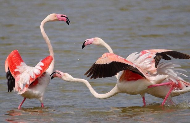 Birding & Photography Day Trip to Doñana from Seville