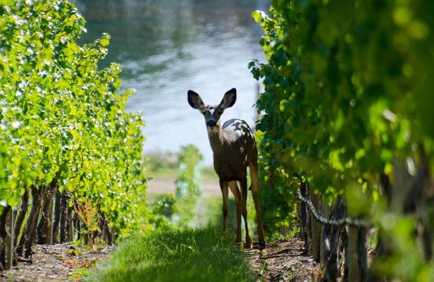 Lake Country Wine Tour