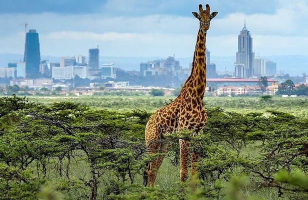 Nairobi National Park day tour