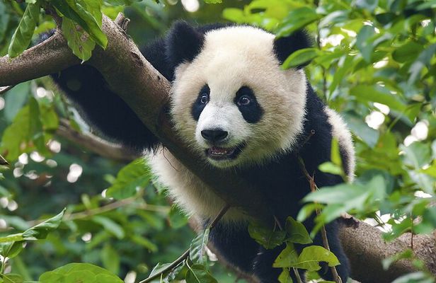 China Trip to Beijing, Xi'an, Chengdu, Shanghai & Yangtze Cruise