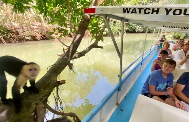 Monkey mangrove tour 