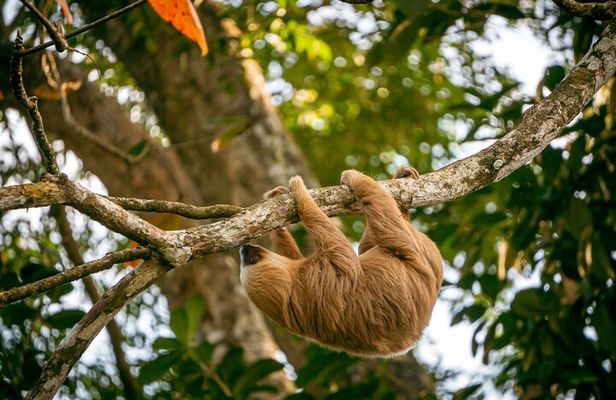 Sloth and Kayak Tour in Punta Uva Beach and Jungle