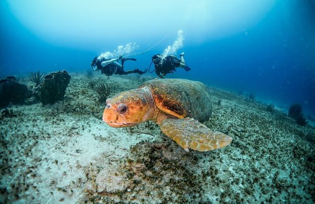 Discover Scuba Diving & Beach Club with Transportation In Riviera Maya