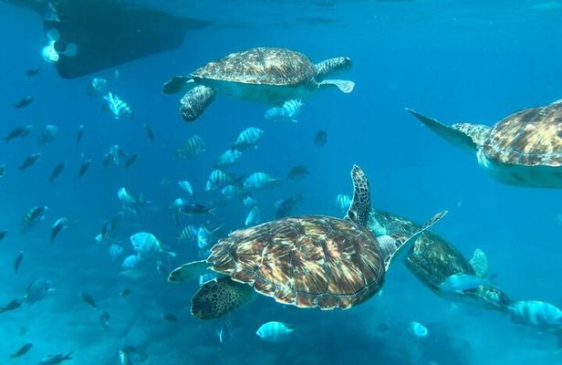São Vicente: Private Snorkel Experience with Sea Turtle