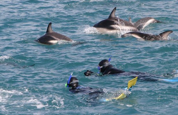 Kaikoura Whale and Dolphin Overnight Tour from Christchurch