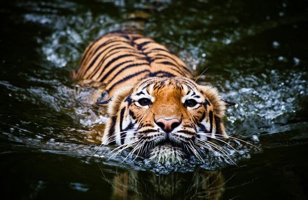 5 Day Golden Triangle with Ranthambore Tigers-Taj Sunrise/Sunset