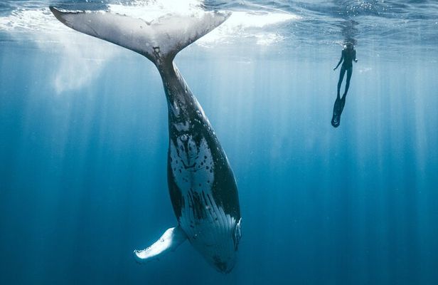 Swim with humpback whales