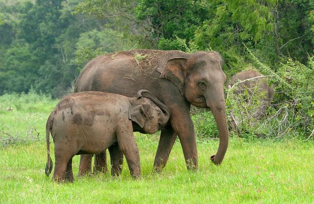Private Tour: Udawalawe National Park Safari
