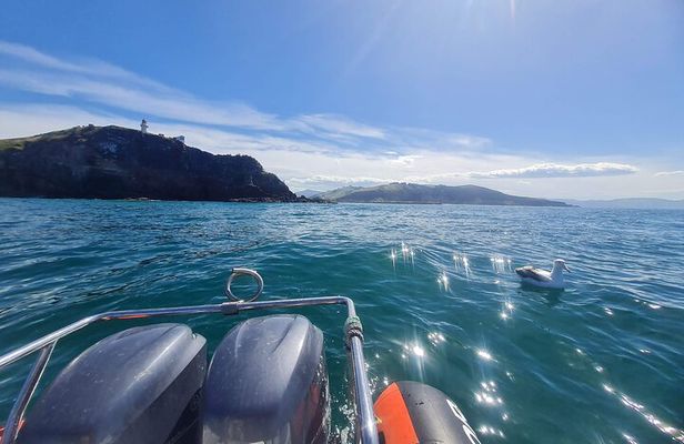 Harbour, Albatross and Wildlife Cruise on Otago Harbour