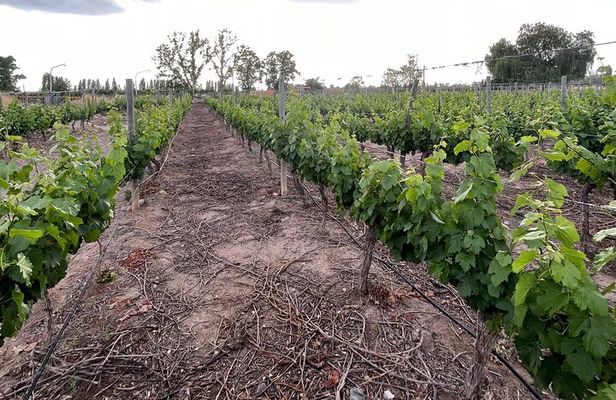 Half Day Winery Tour