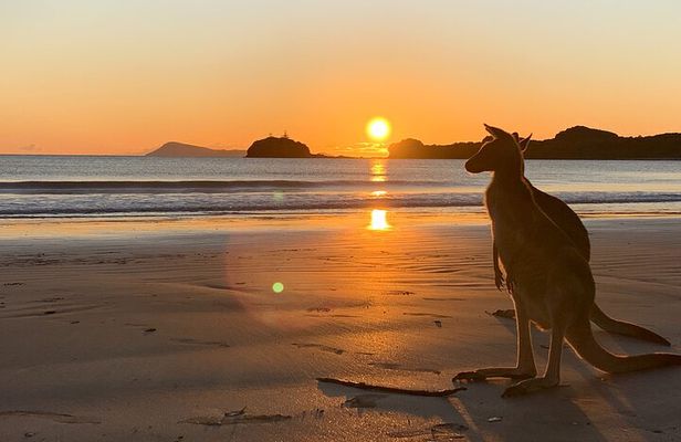 Beach Sunrise with the Wallabies