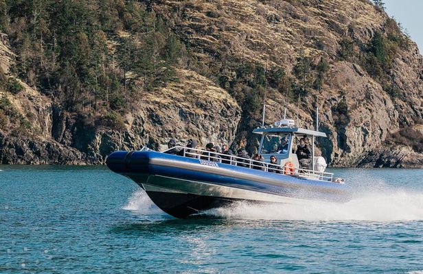 Anacortes Whale Watching Adventure Tour - Zodiac Boat