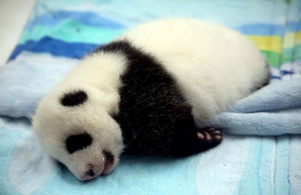 2-Day Private Chengdu Panda Tour