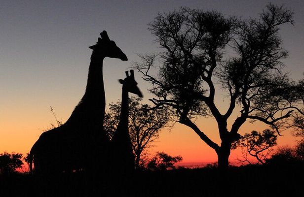 Exclusive Sunset Game Drive Safari near Hoedspruit