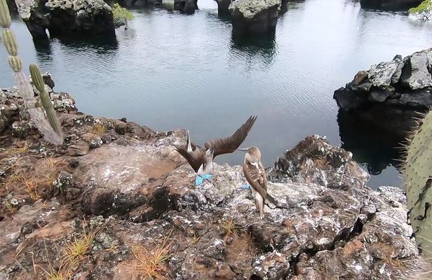8 Days and 7 Nights Private Tour in Galapagos Islands